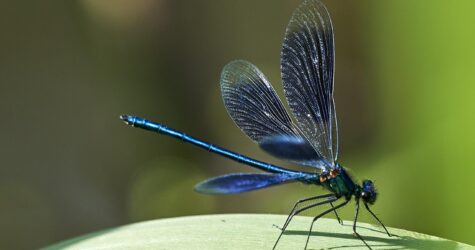 « A tire-d’aile », Découverte des Libellules